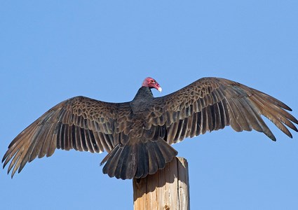 How do you compare a buzzard vs. a vulture?