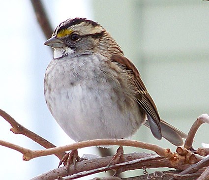 White Throat Sparrow 81