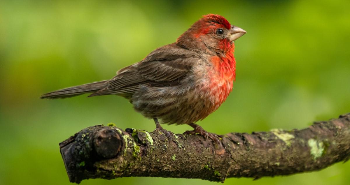 House Finch Life History, All About 