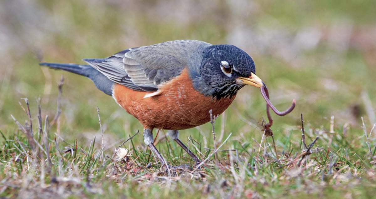 American Robin Overview, All About Birds, Cornell Lab of Ornithology