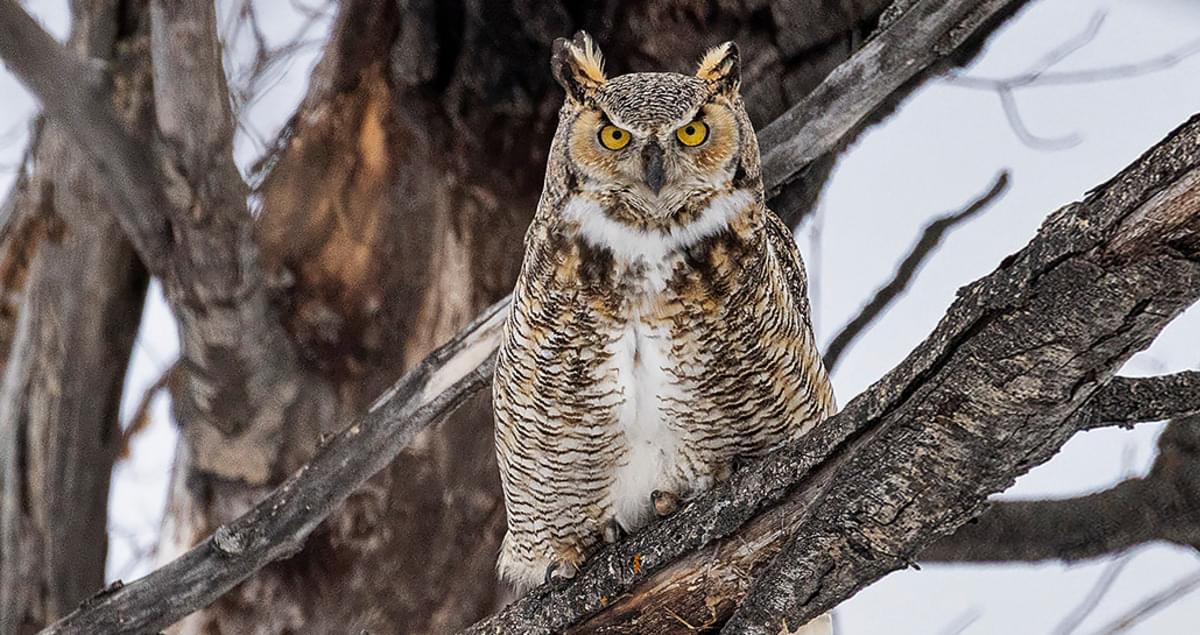 great horned owl face side view