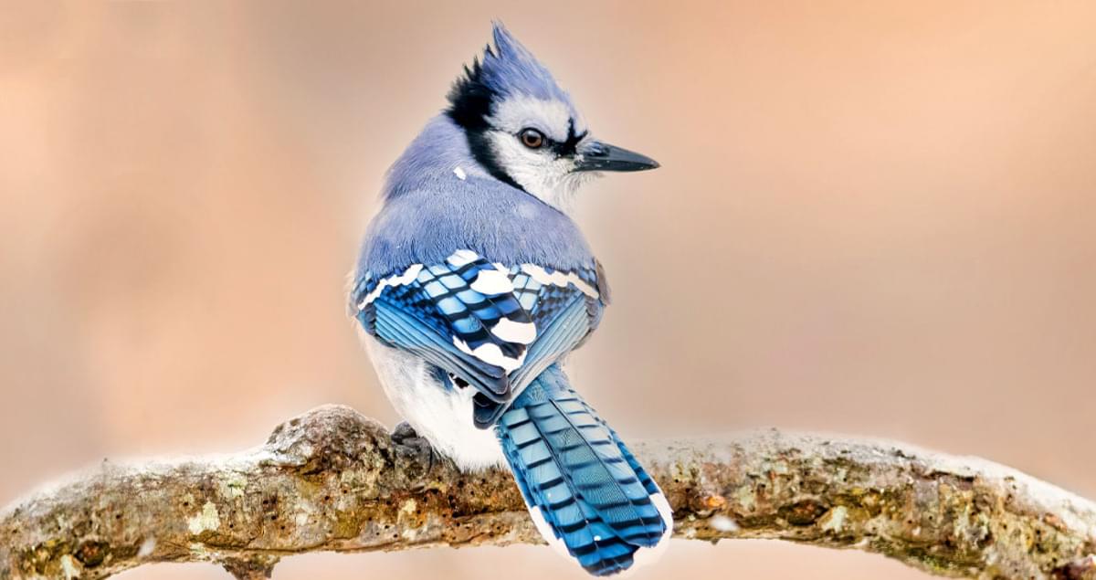 gray female blue jay