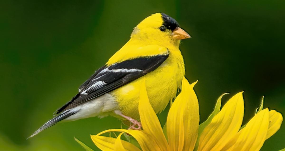 American Goldfinches: Bright Yellow Birds and Popular Feeder Birds in the United States