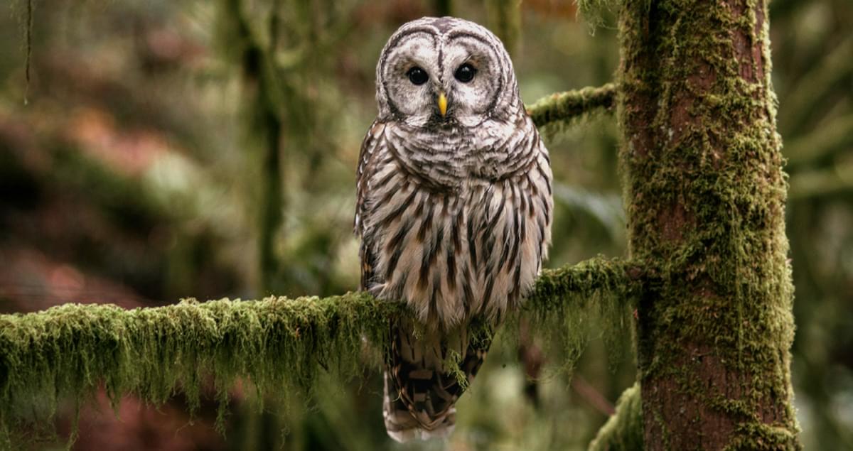 barred owl wingspan