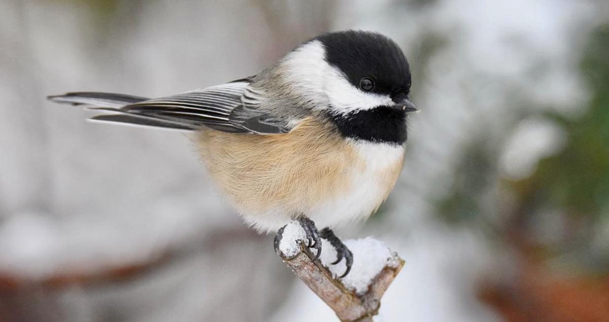 Black-capped Chickadee Overview, All About Birds, Cornell Lab of