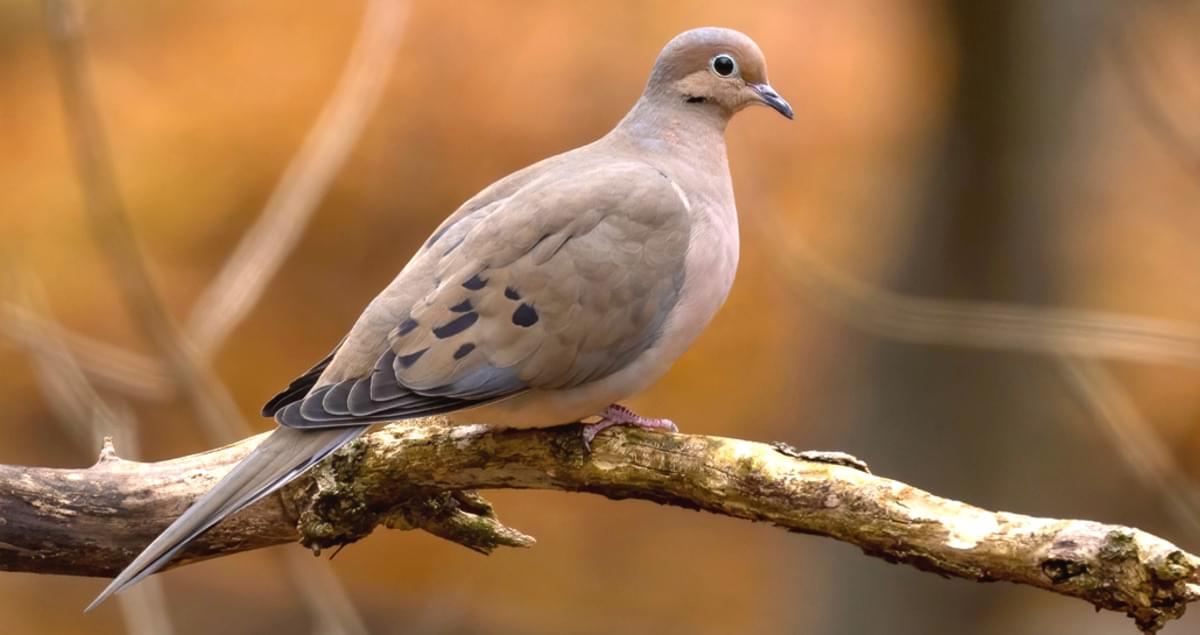 What Does A Mourning Dove Sound Like?  