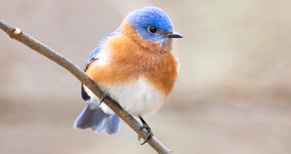 Eastern Bluebird Identification, All About Birds, Cornell Lab of