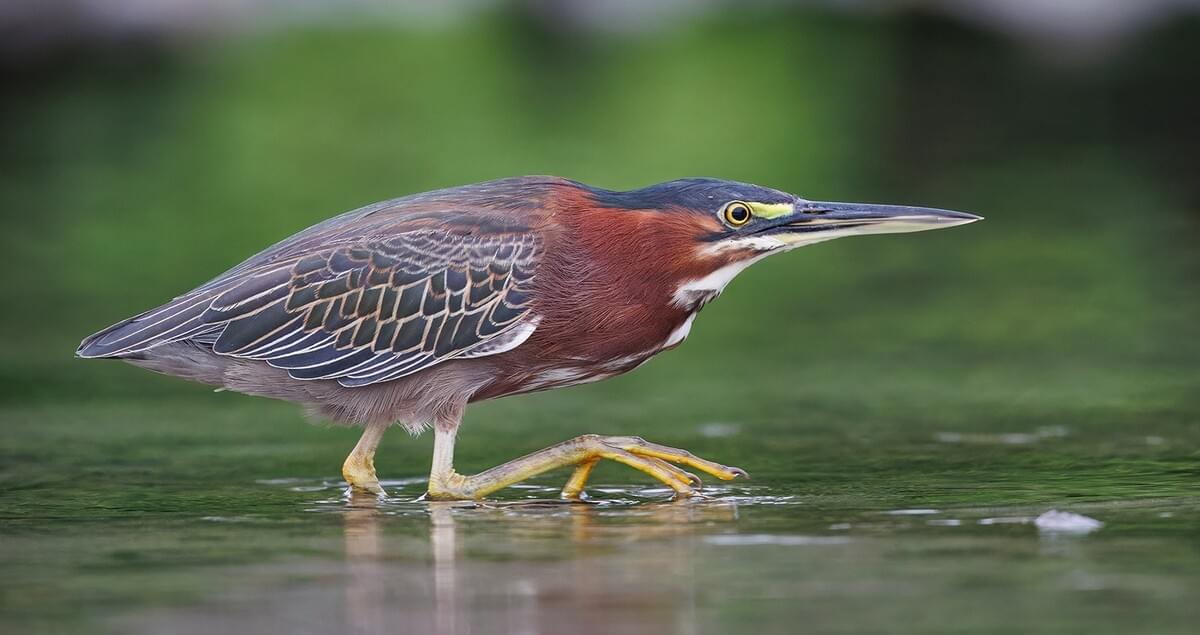 www.allaboutbirds.org
