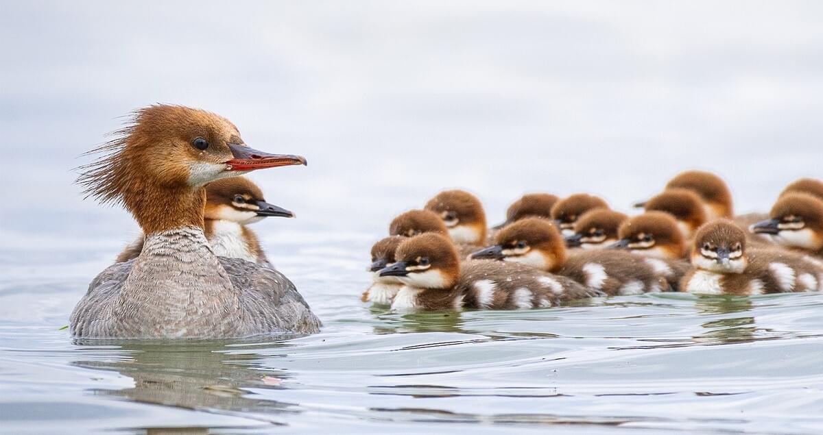 www.allaboutbirds.org