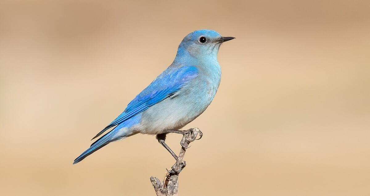 Mountain Bluebird Identification, All About Birds, Cornell Lab of