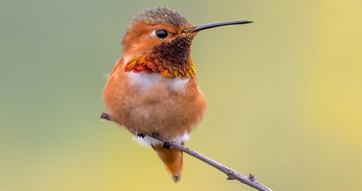 Allen's Hummingbird Identification, All About Birds, Cornell Lab of Ornithology