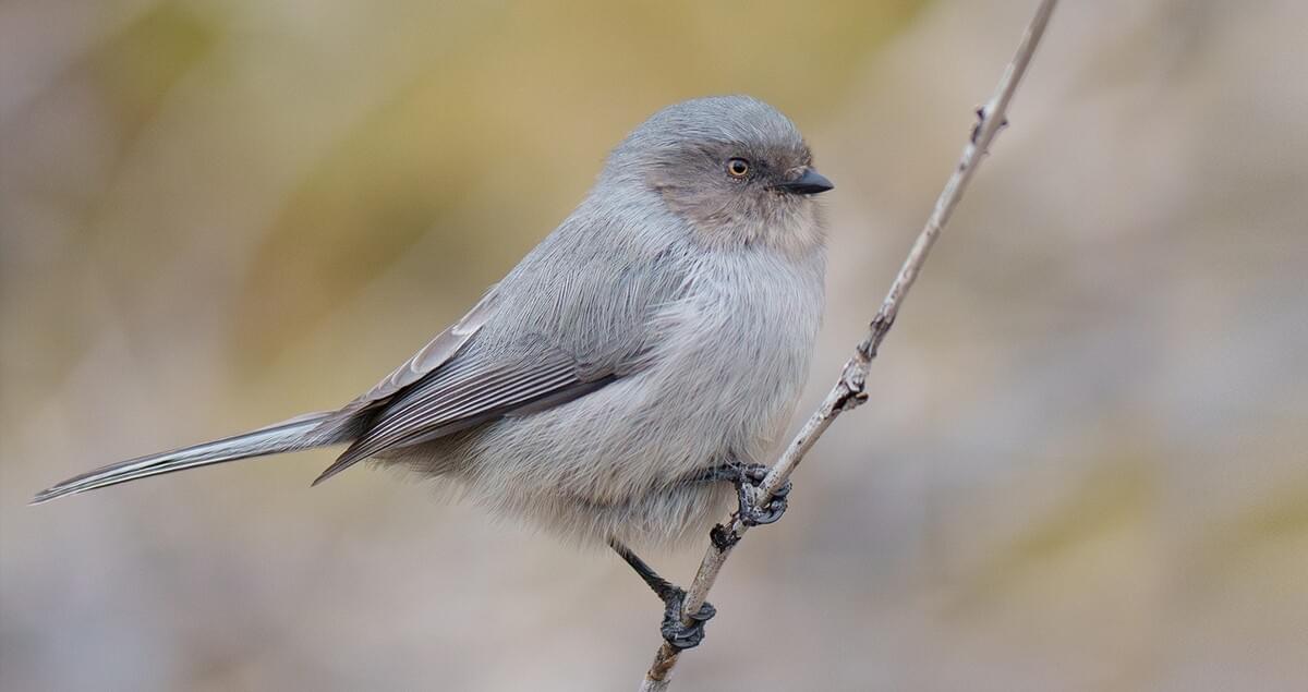 www.allaboutbirds.org