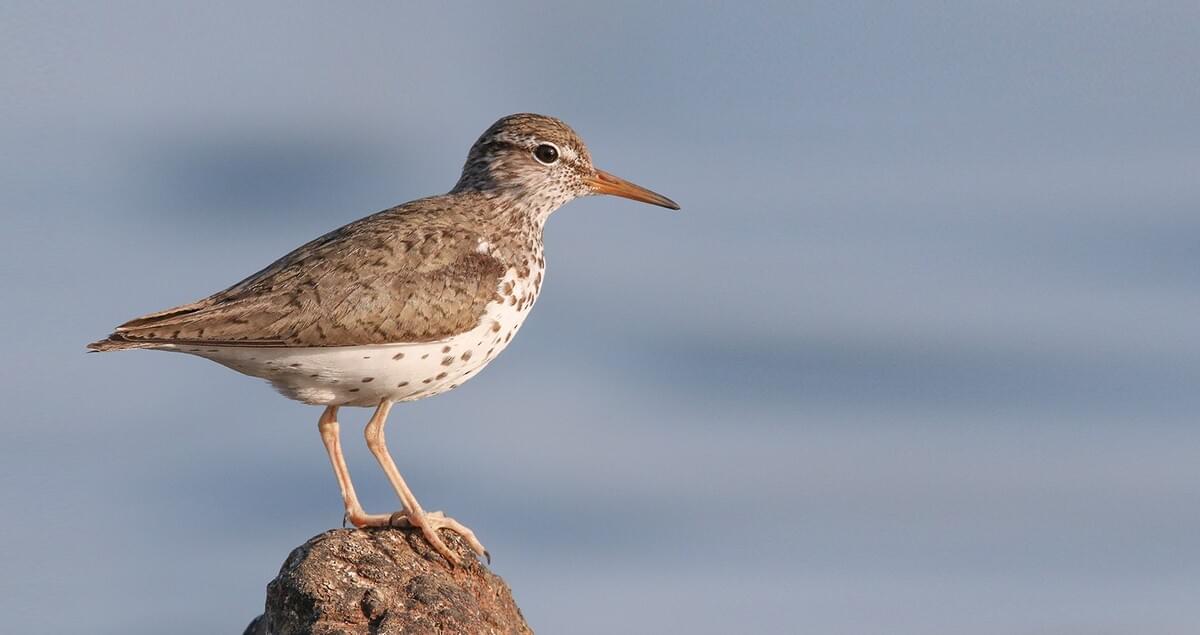Spotted Sandpiper Overview, All About Birds, Cornell Lab of