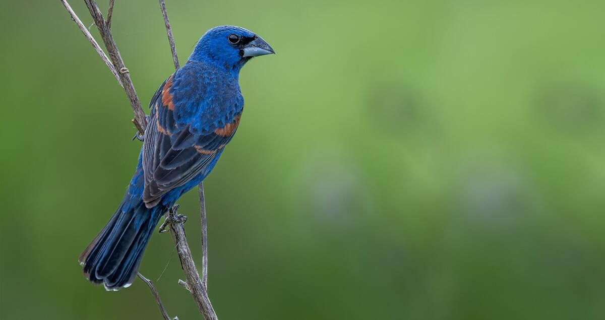 Blue Grosbeak Identification, All About Birds, Cornell Lab of