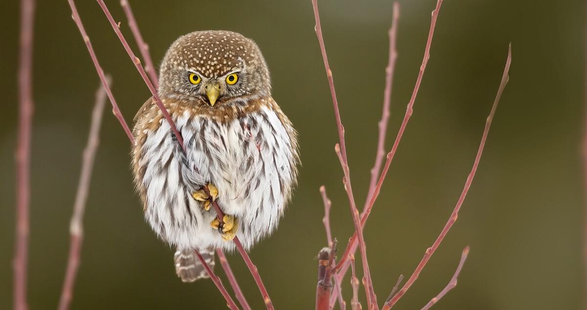 Northern Pygmy-Owl Identification, All About Birds, Cornell Lab of
