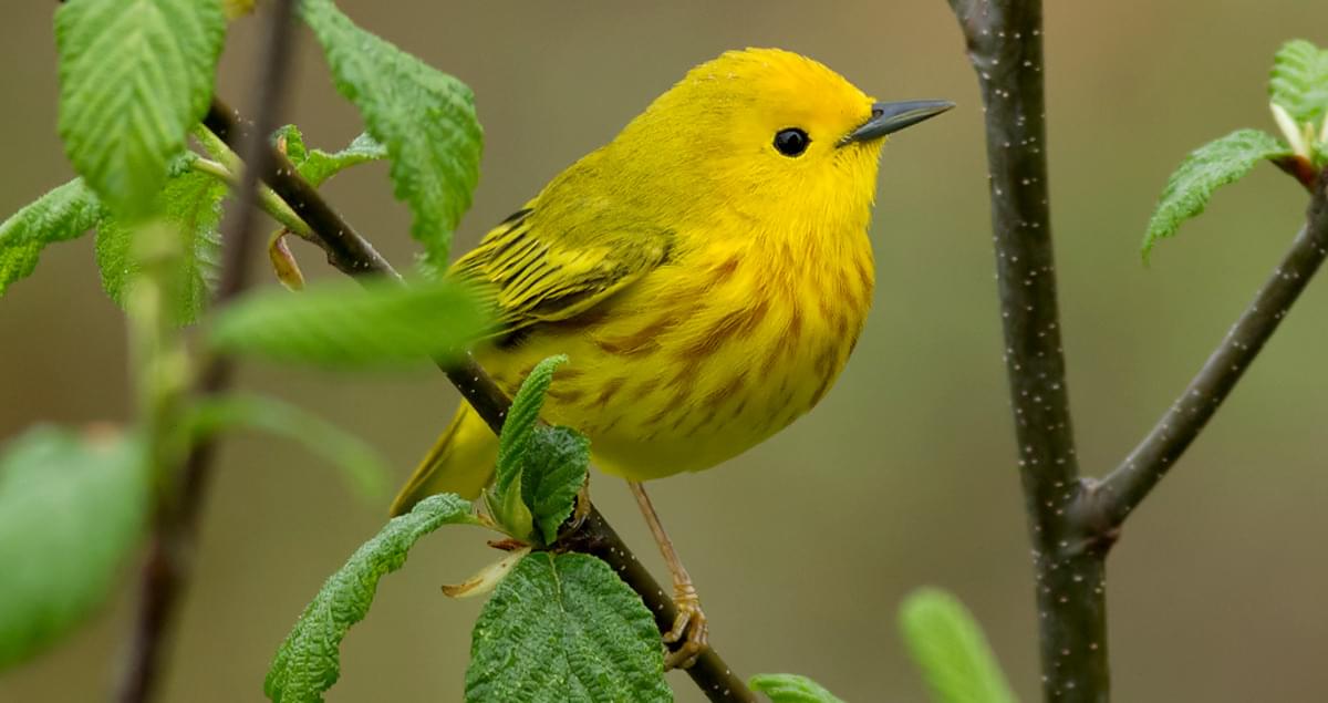 Nature's Golden Jewel: The Enchanting Yellow Warbler and Its Radiant ...