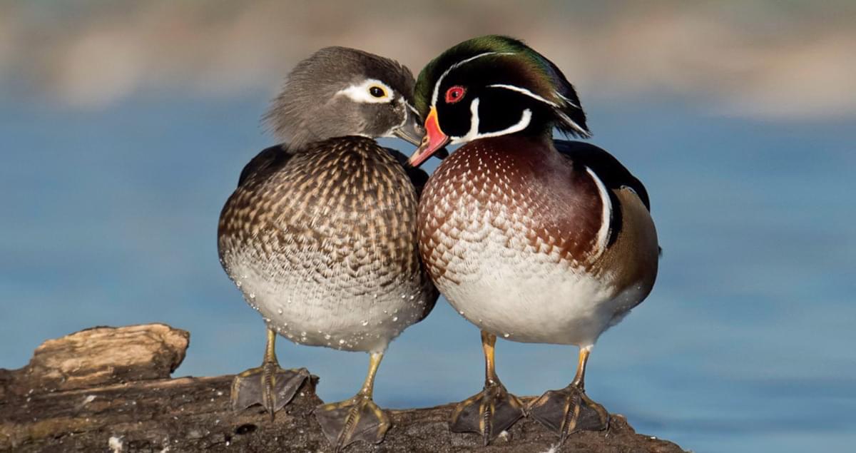 Are Wood Ducks Good to Eat 