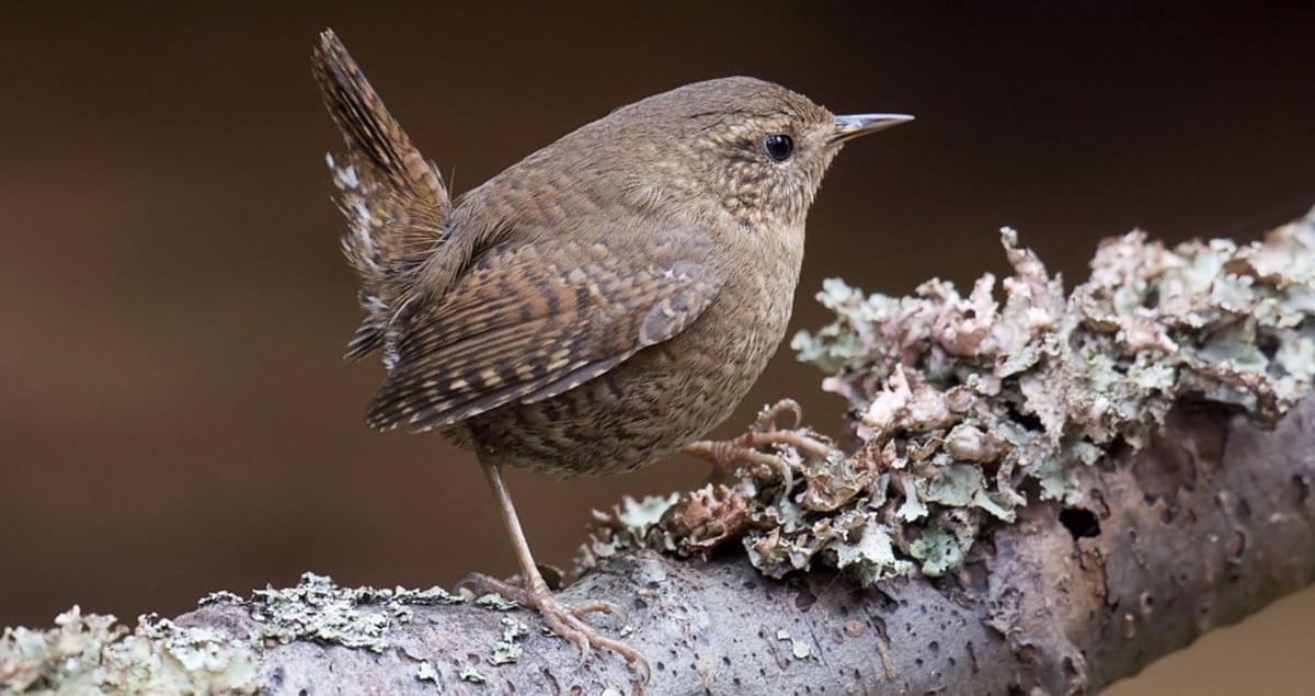 all about wrens