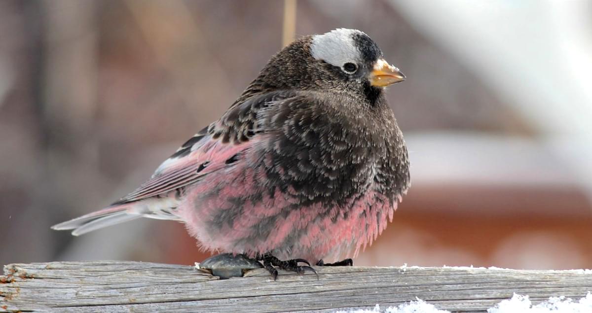 Black Rosy-Finch Life History, All About Birds, Cornell Lab of Ornithology