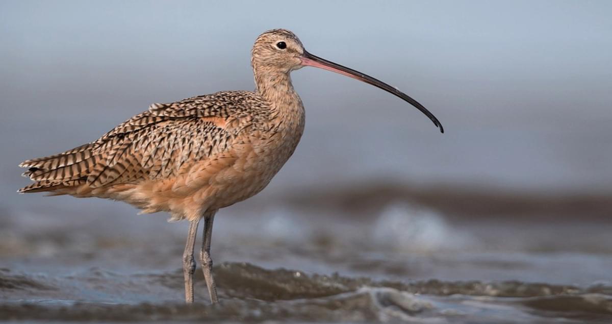 Long-billed Curlew Identification, All About Birds, Cornell Lab of  Ornithology