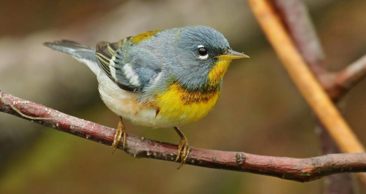 Northern Parula Identification, All About Birds, Cornell Lab of Ornithology