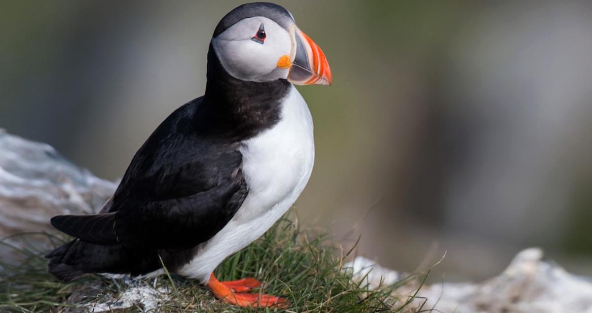 Atlantic Puffin Identification, All About Birds, Cornell Lab of Ornithology