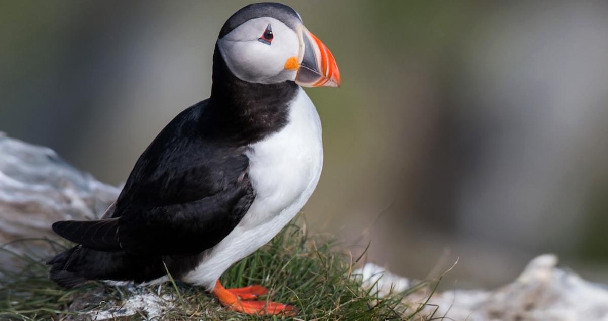 Atlantic Puffin - Fratercula arctica - Birds of the World