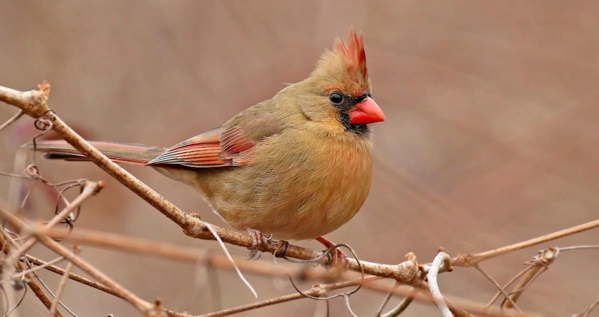 Northern Cardinal Identification, All About Birds, Cornell