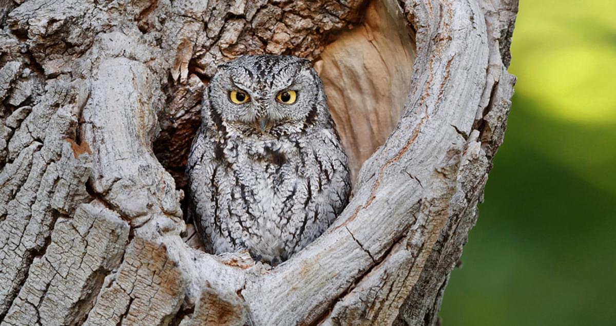 Western Screech-Owl Sounds, All About Birds, Cornell Lab of Ornithology