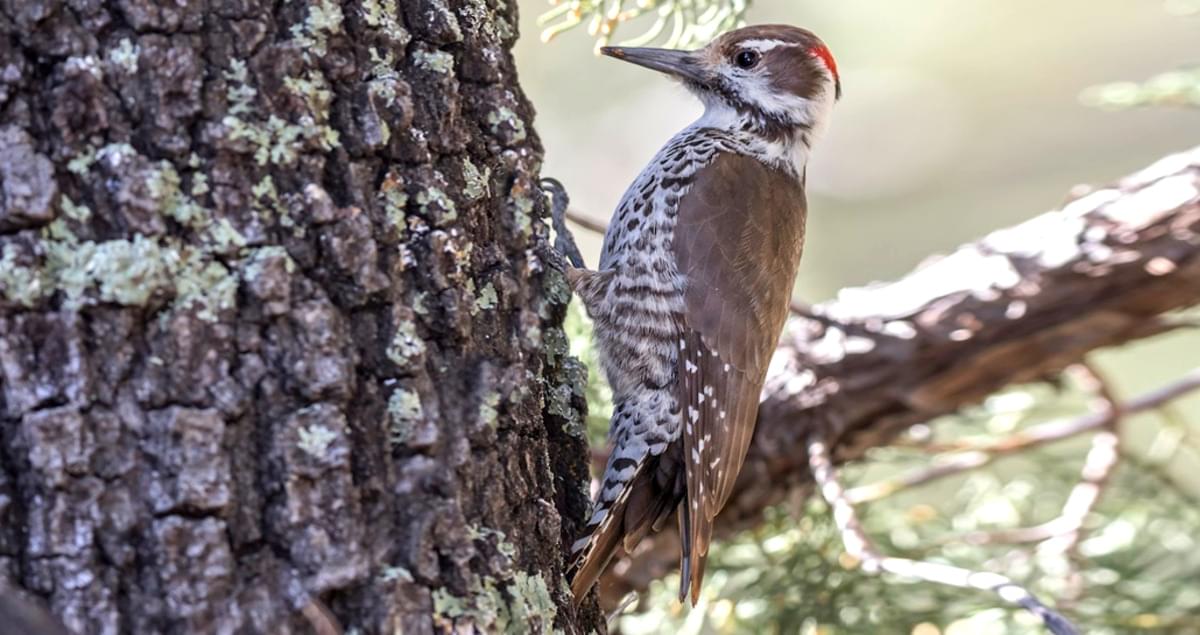 Arizona Woodpecker Overview, All About Birds, Cornell Lab
