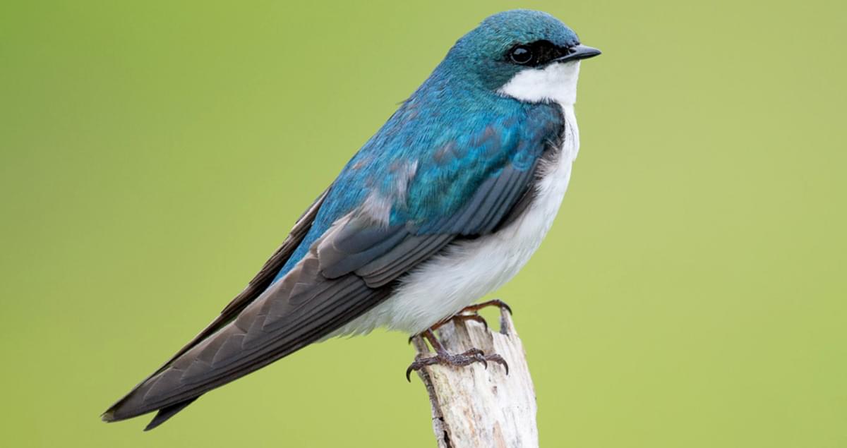 Tree Swallow Identification, All About Birds, Cornell Lab of Ornithology