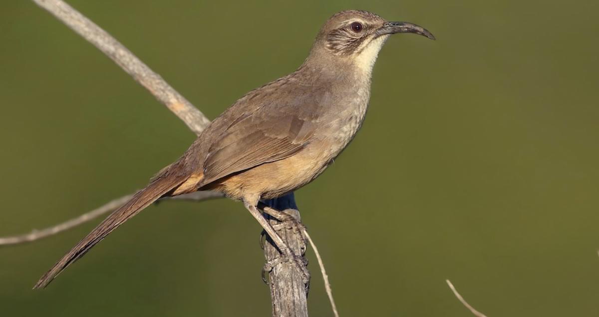 California Thrasher Overview, All About Birds, Cornell Lab of Ornithology