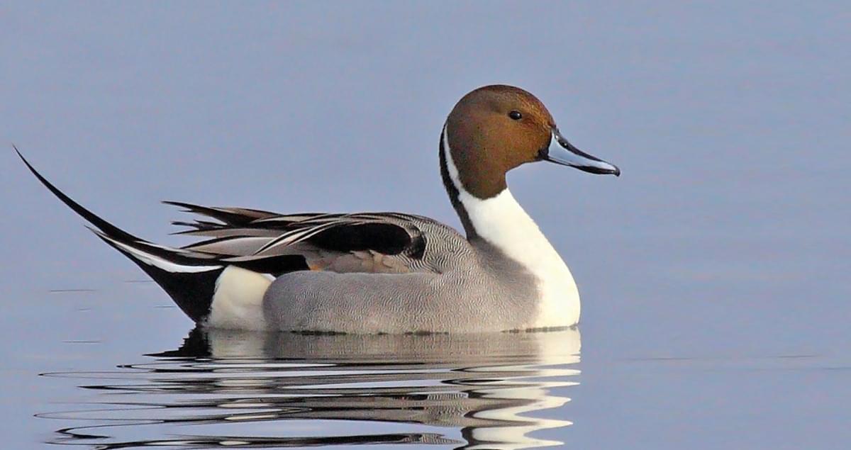 Northern Pintail Identification, All About Birds, Cornell Lab of Ornithology