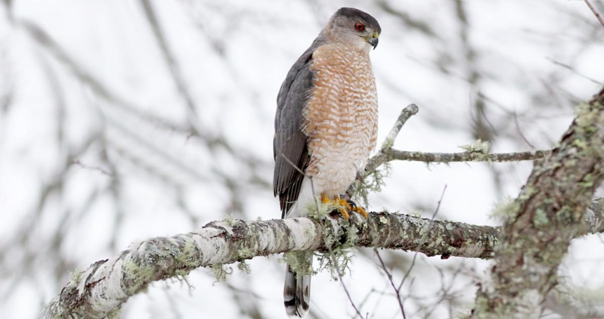 Cooper's hawk - Wikipedia