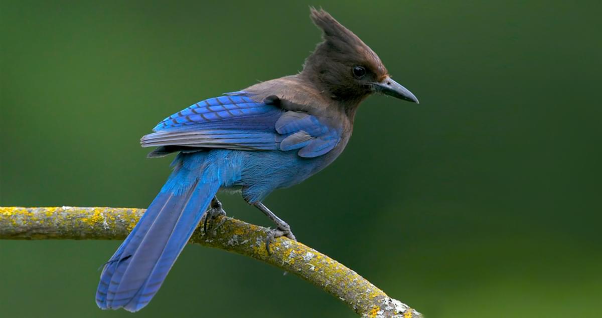 The Steller's Jay bird: A symbol of intelligence and adaptability in ...