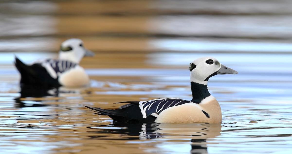Steller's Eider Identification, All About Birds, Cornell Lab of Ornithology