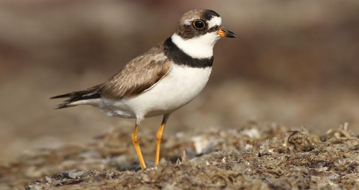 Semipalmated Plover Identification, All About Birds, Cornell Lab of  Ornithology