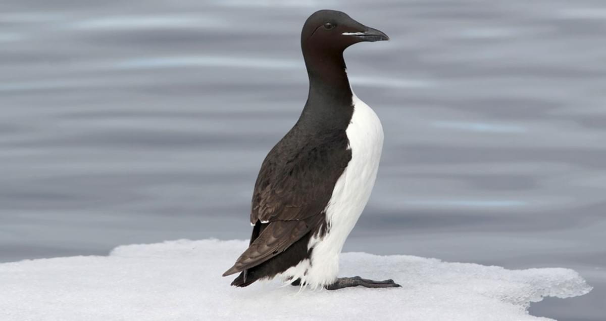 Thick-billed Murre Identification, All About Birds, Cornell Lab of ...
