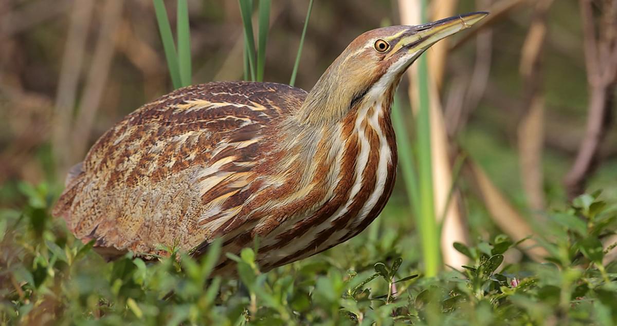 American Bittern Identification, All About Birds, Cornell Lab of Ornithology