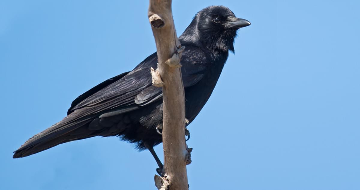 American Crow Sounds, All About Birds, Cornell Lab of Ornithology