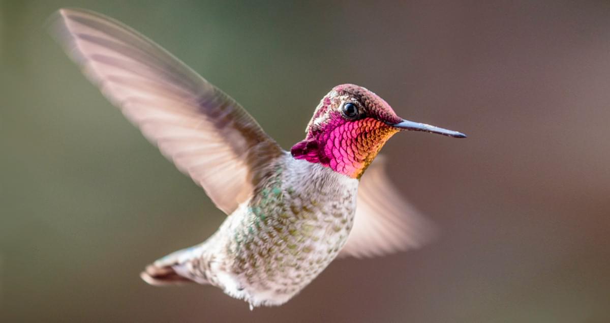 Anna S Hummingbird Life History All About Birds Cornell Lab Of Ornithology,Mancala Game Rules