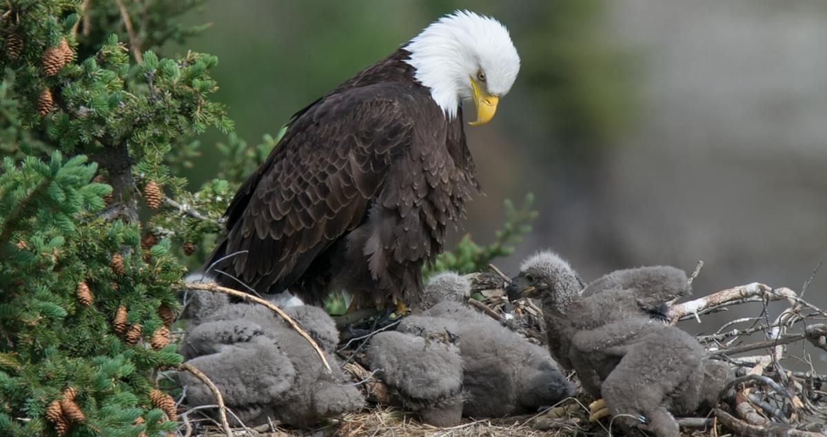 Bald Eagle Identification, All About Birds, Cornell Lab of Ornithology