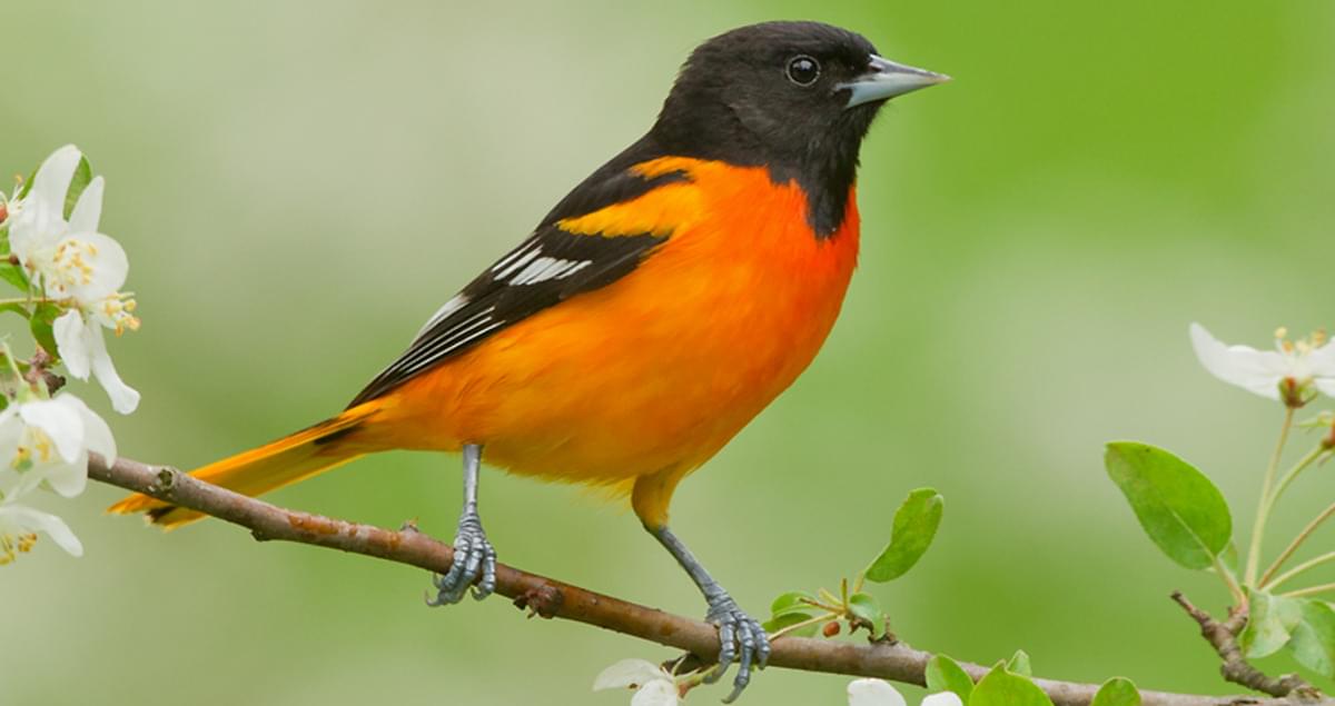 Baltimore Oriole Life History, All About Birds, Cornell