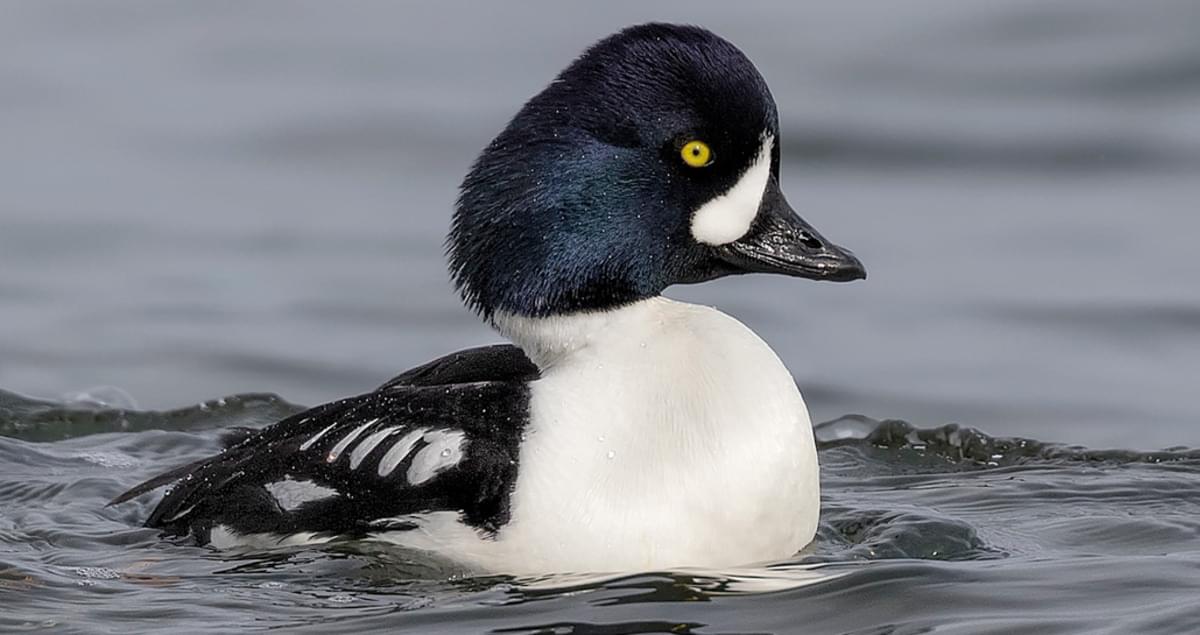 Similar Species to Common Goldeneye, All About Birds, Cornell Lab of  Ornithology