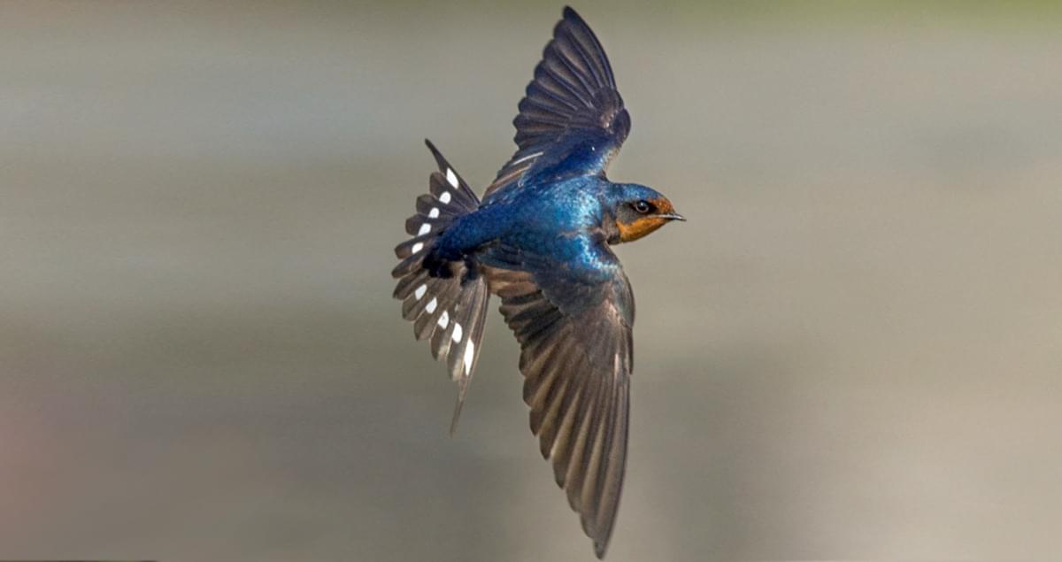 Barn Swallow Life History All About Birds Cornell Lab Of Ornithology