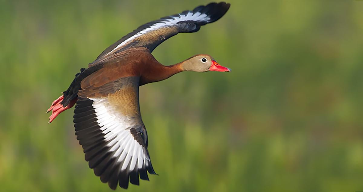 what do mexican whistling ducks eat