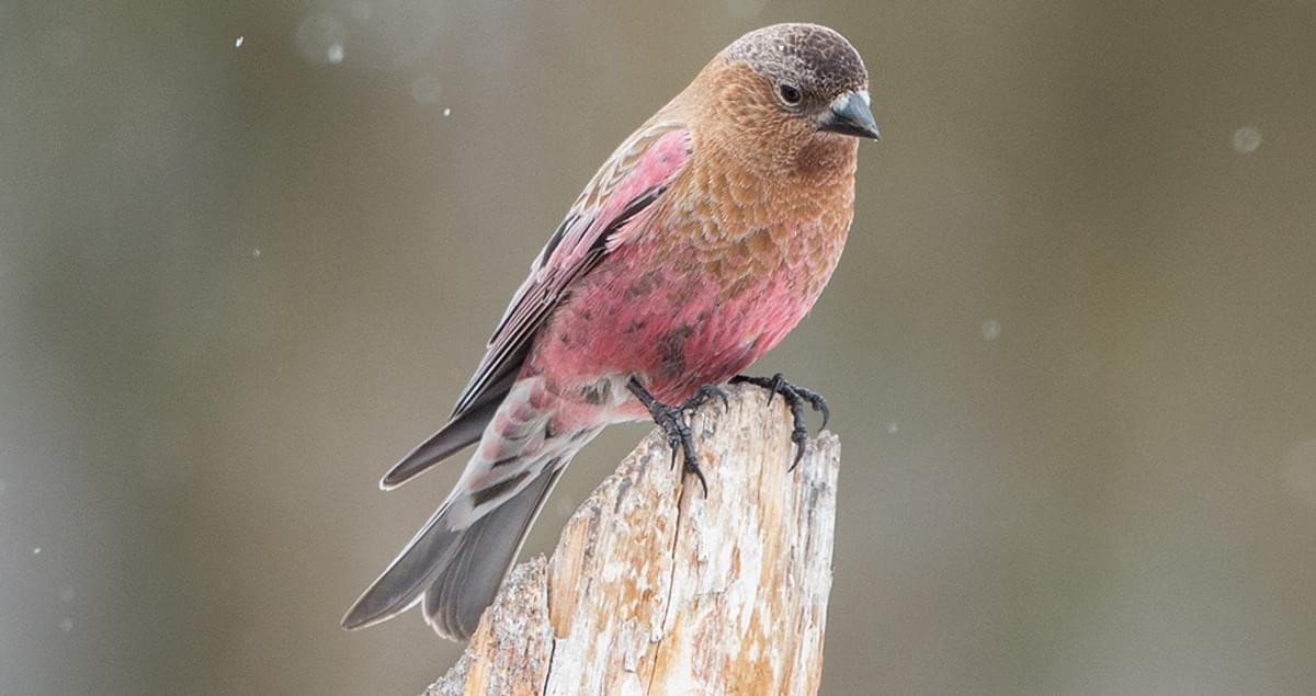 Brown-capped Rosy-Finch Identification, All About Birds, Cornell Lab of  Ornithology