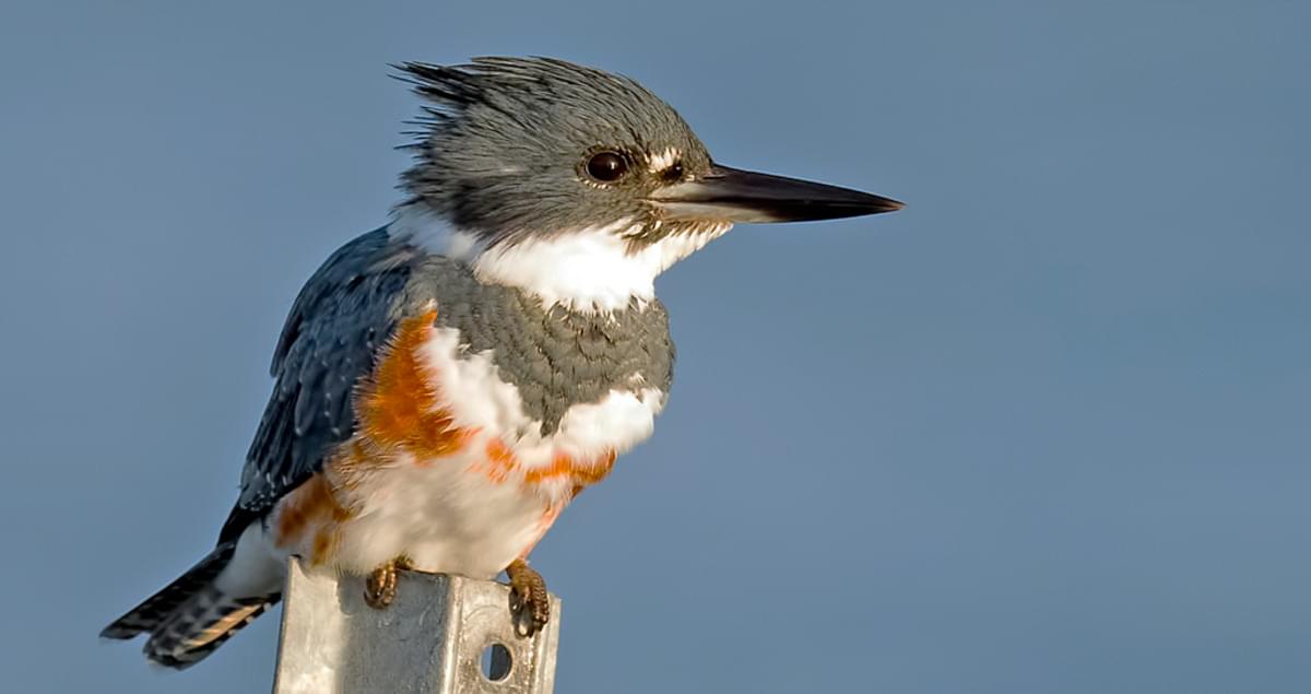 Belted Kingfisher Identification, All About Birds, Cornell Lab of Ornithology