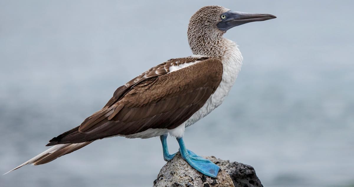Blue-footed Booby Life History, All About Birds, Cornell Lab of Ornithology