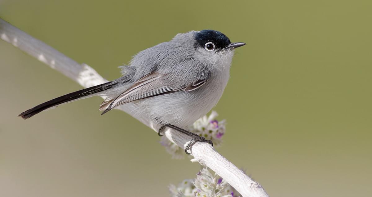 Black-tailed Gnatcatcher Identification, All About Birds, Cornell Lab of  Ornithology